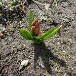 Hyacinthus orientalisFoglia