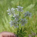 Coriandrum sativum Flower