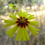 Madia elegans Flower