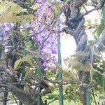 Wisteria floribunda ফুল