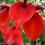 Erythrina humeana Flor