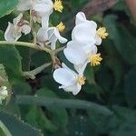 Begonia minor Blodyn