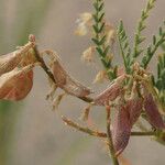 Astragalus johannis-howellii Hedelmä