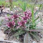 Pedicularis canadensis Kvet