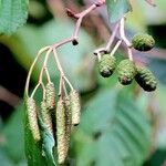 Alnus glutinosa Frukto