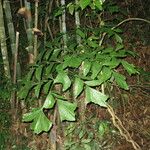 Caryota obtusa Hábito