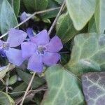 Vinca minorCvet