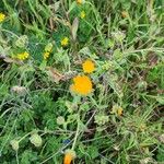 Calendula stellataFloare