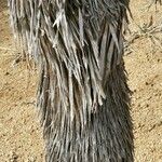 Yucca thompsoniana Bark