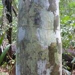 Oenocarpus bataua Bark