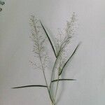 Eragrostis unioloides Folha