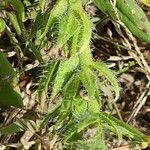 Echium plantagineum Leaf