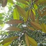 Palaquium gutta Folha