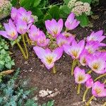 Colchicum speciosum Цветок