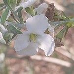 Gomphostigma virgatum Flower