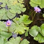 Nymphaea nouchaliBlüte