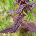 Pedicularis recutita Folla