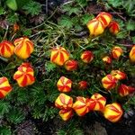Gentianella hirculus Flor