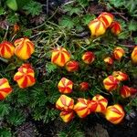 Gentianella hirculus Flower