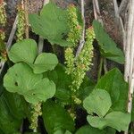 Oxyria digyna অভ্যাস