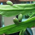 Rhipsalis micrantha Fruit