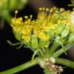 Cymopterus petraeus Flower