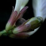 Strobilanthes pentastemonoides Агульны выгляд