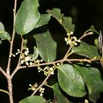 Symplocos cerasifolia Φύλλο