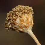 Santolina pectinata Flower