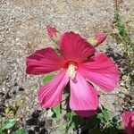 Hibiscus grandiflorus Fiore