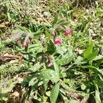 Pulmonaria affinis Fula