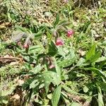 Pulmonaria affinis Květ