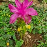 Curcuma aromatica Λουλούδι