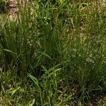 Eragrostis hispida Vivejo
