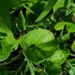 Dichondra carolinensis পাতা