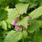 Lamium maculatumFloro