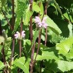 Phlomoides tuberosa Листок