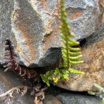 Polystichum orbiculatum Leaf