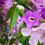 Mansoa alliacea Flower