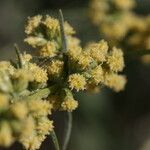 Artemisia douglasiana 花