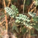 Coronilla viminalis Lapas