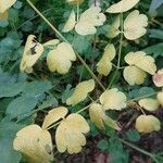 Thalictrum minus পাতা