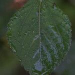 Acalypha arvensis Leaf