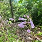 Penstemon hirsutus Λουλούδι