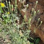 Papaver argemone Libunga