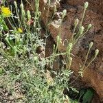 Papaver argemone Habitus