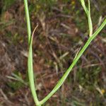 Calochortus splendens പുറംതൊലി