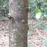 Afrocarpus falcatus Kůra