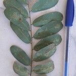 Schefflera macrocarpa Leaf