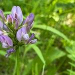 Astragalus danicus Flower